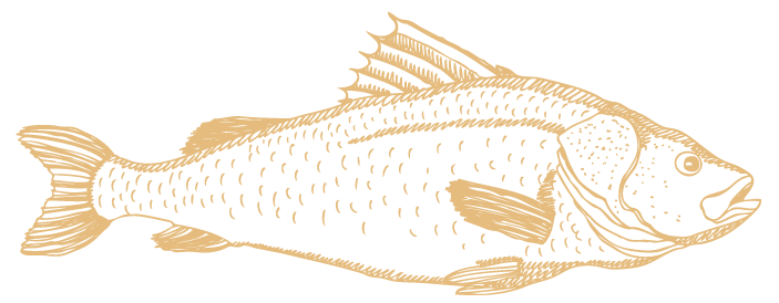 Fish illustration from Maremma Paros restaurant.