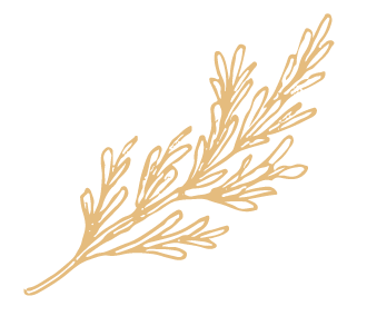 Rosemary plant illustration from Maremma Paros restaurant.